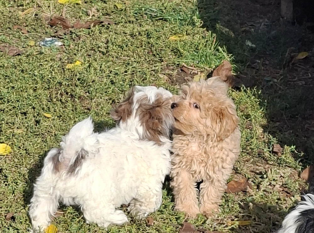 De vânzare căței Maltipoo 