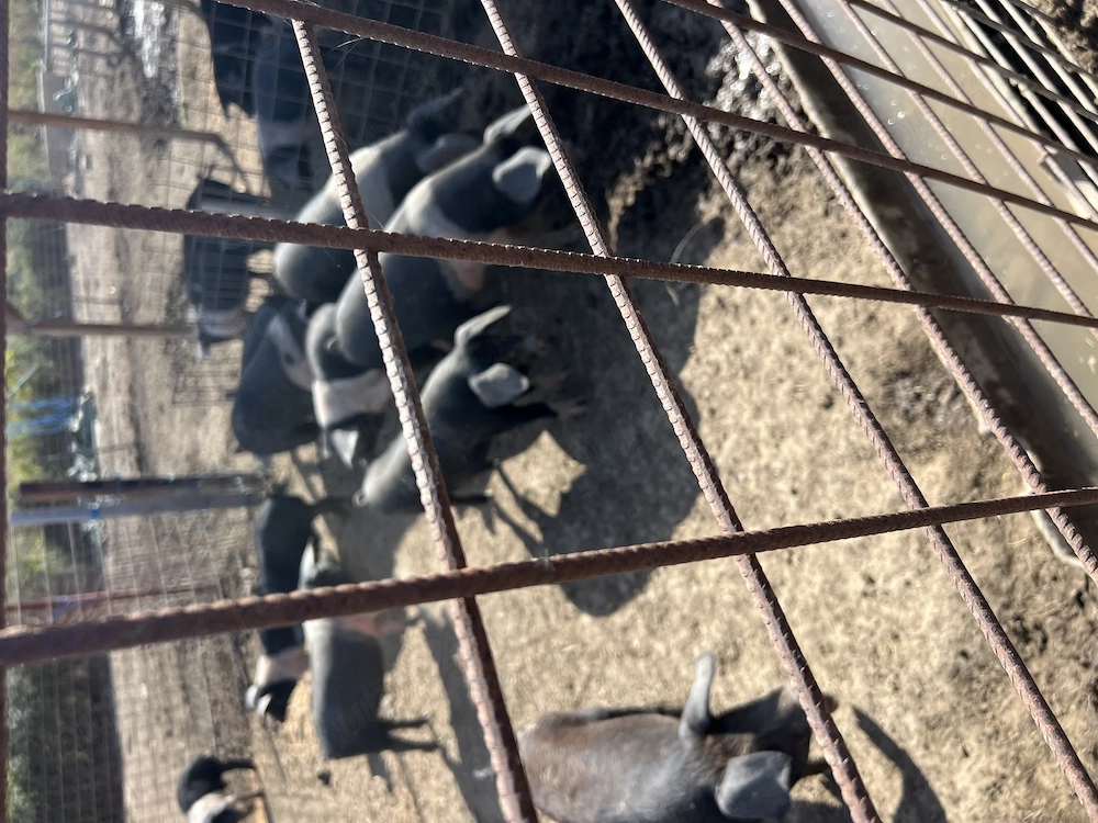 Porci si purcei mangalita si bazna . Pentru relatii tel  
