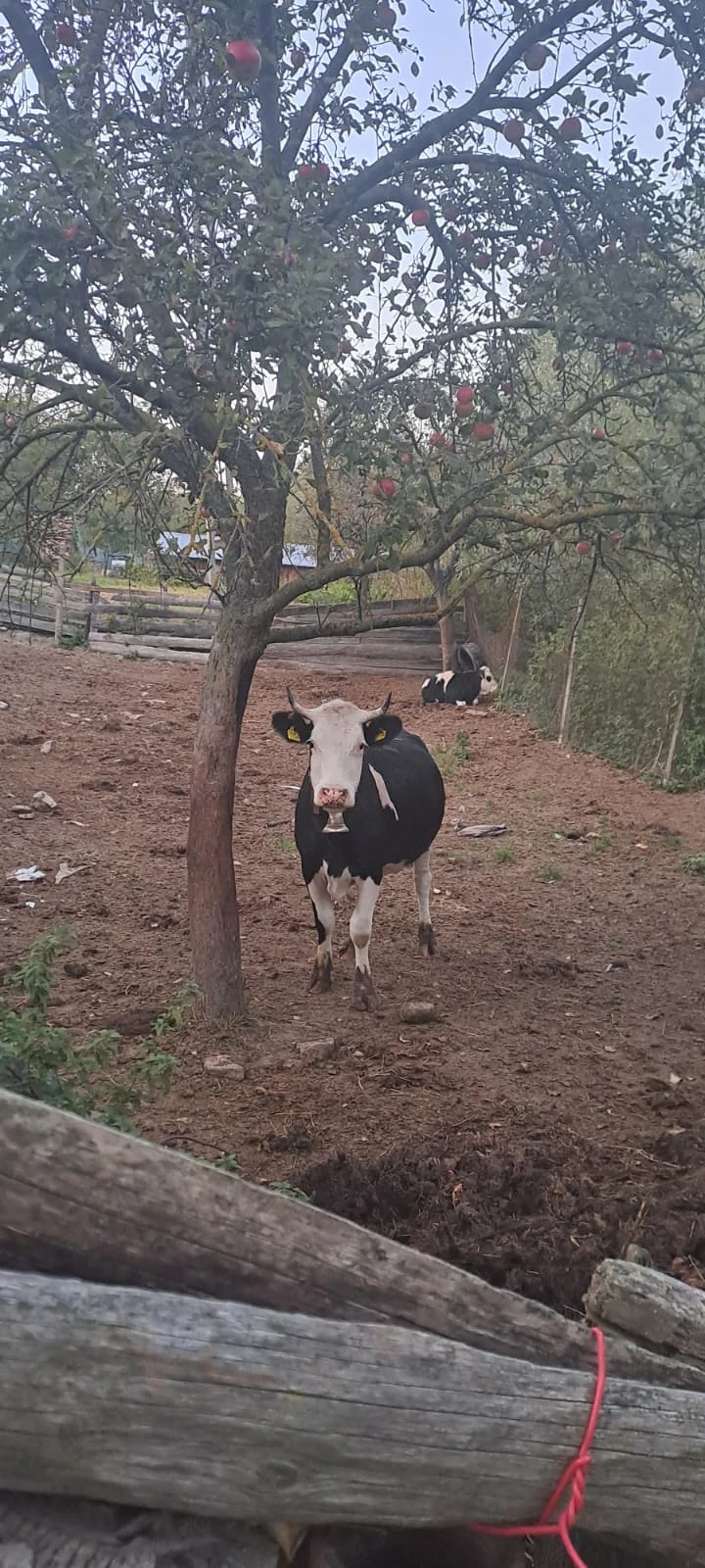 Vând vacă la prima fătare 