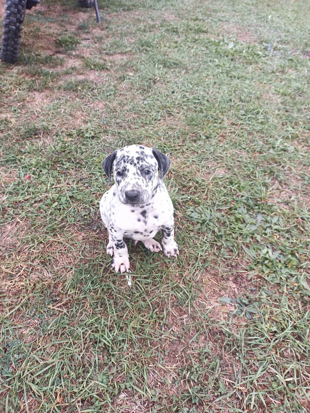 catelus dalmatieni