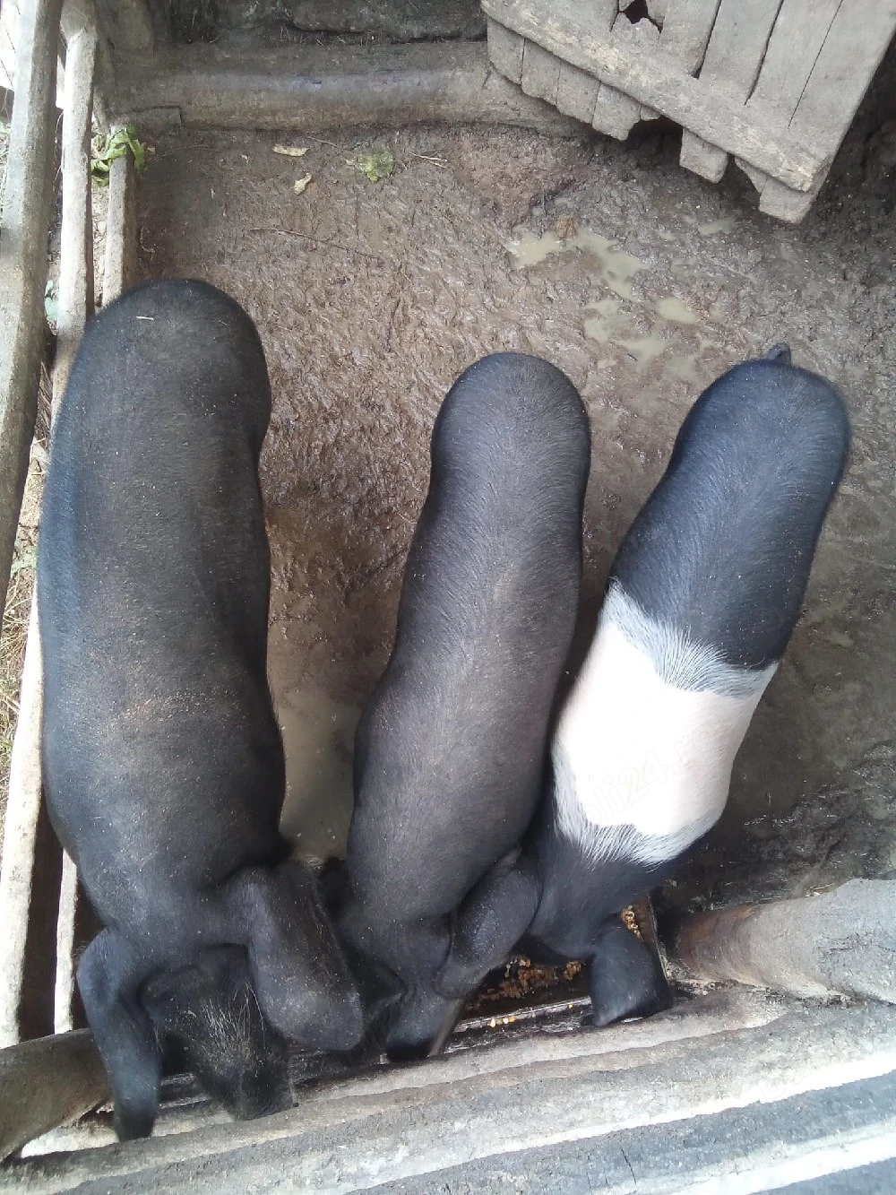vand 2 porci porc si purcea 