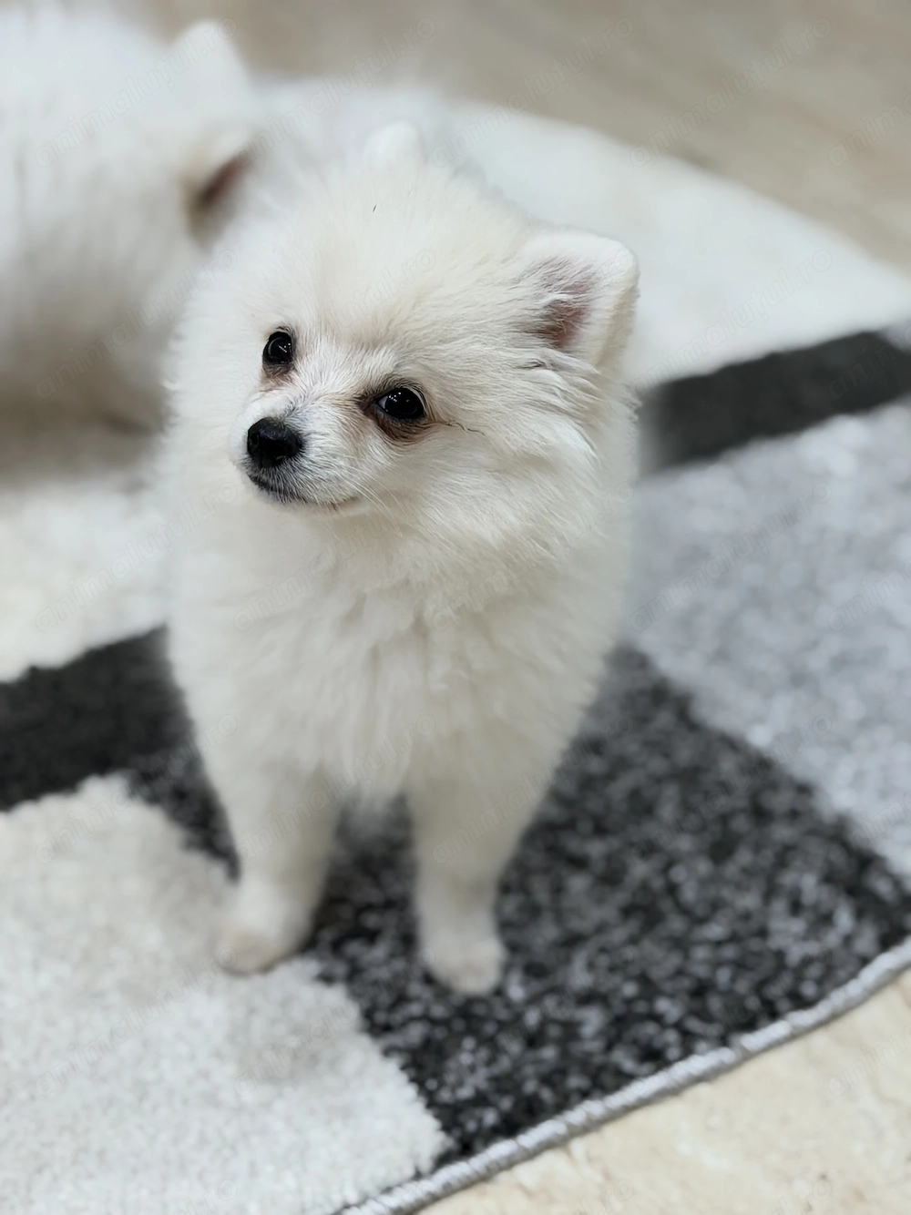 Fetițe Pomeranian