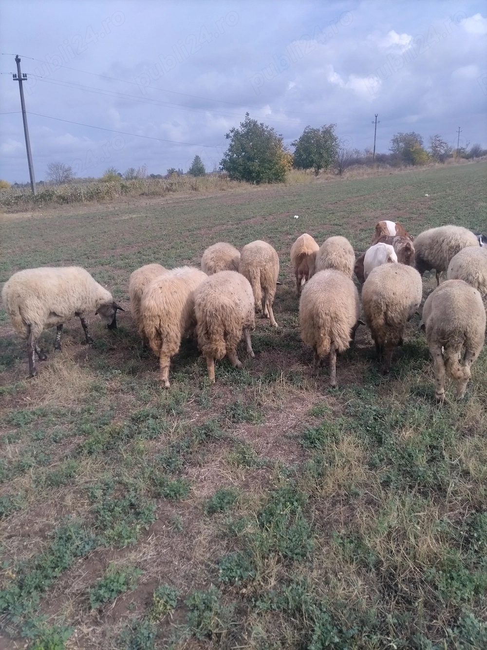 Vând 14 oi și 1 berbeac și 10 capre de lapte