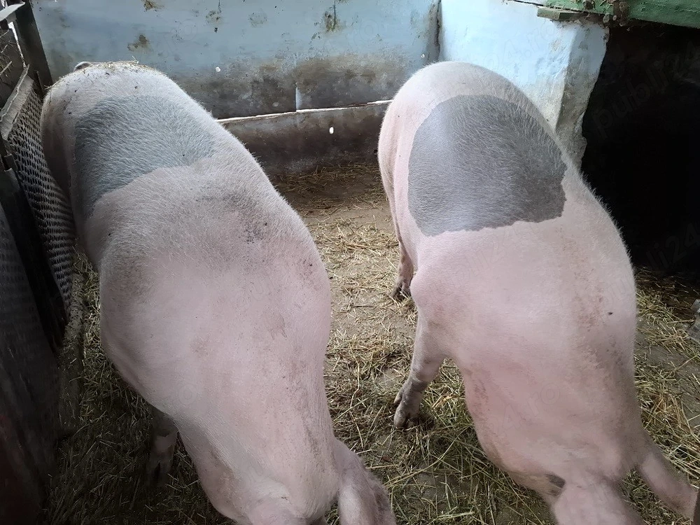 2 porci de 300kg si 270kg