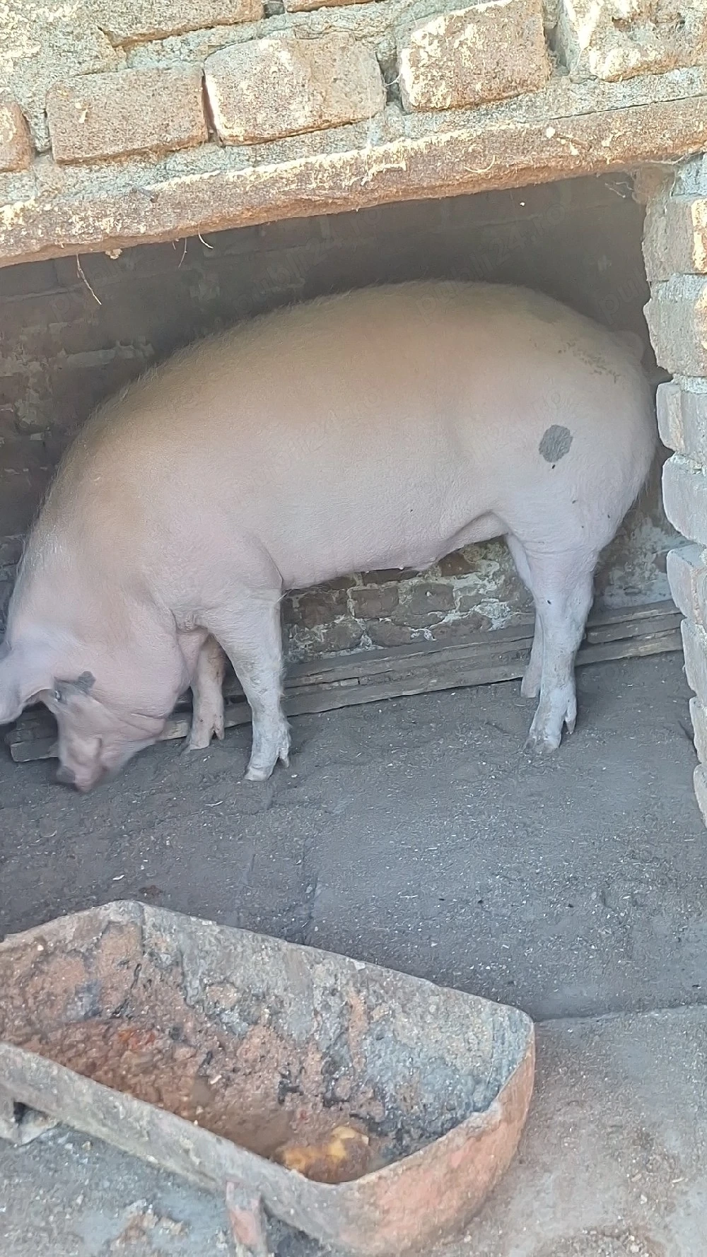 De vânzare 