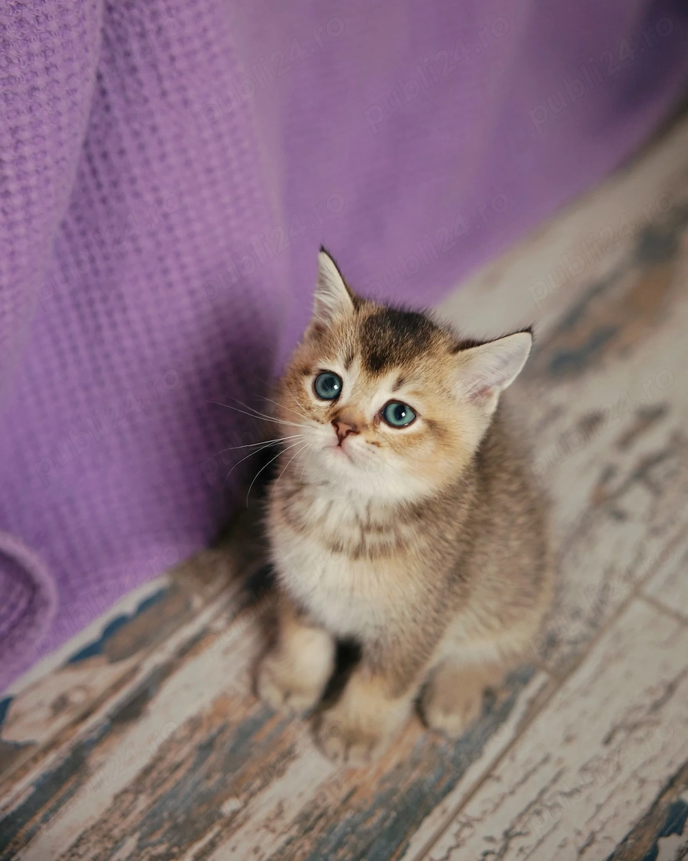 british shorthair golden black tabby