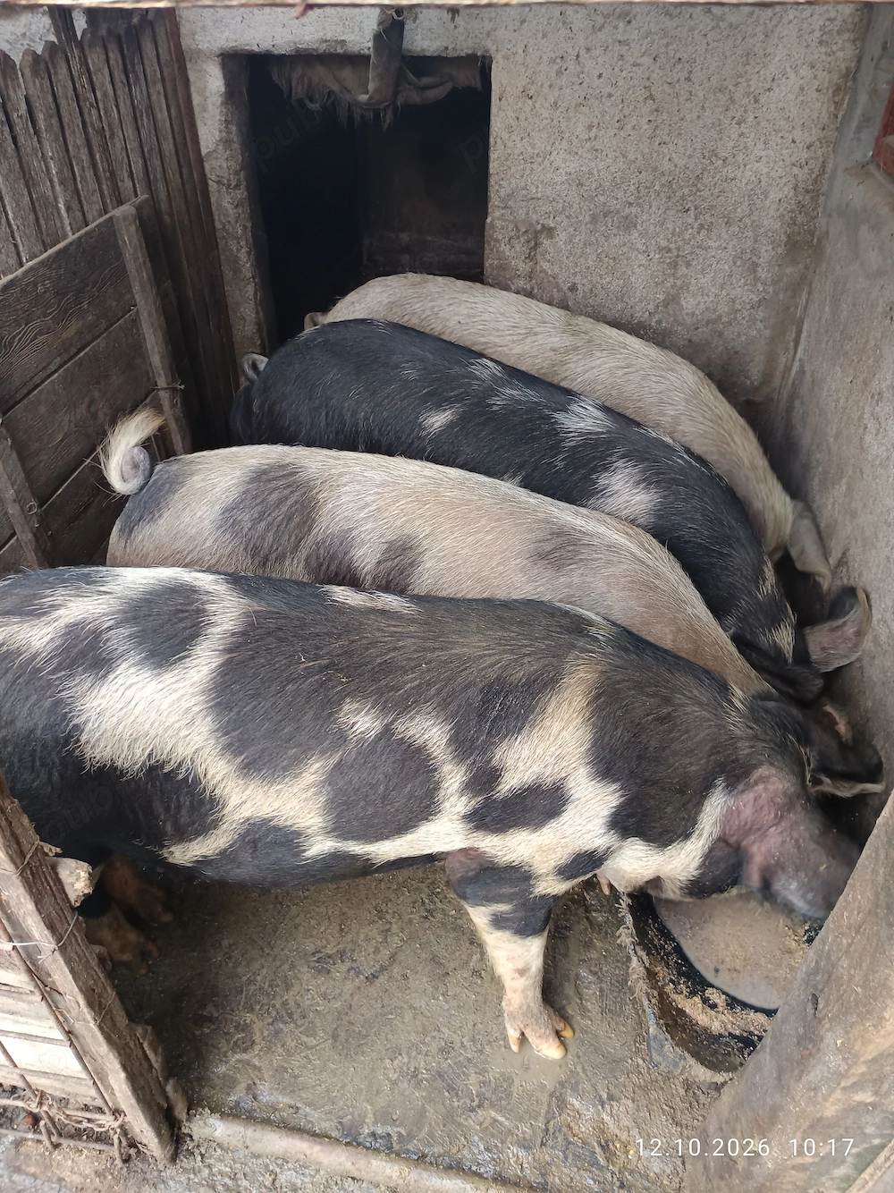 Vând porci de țară 