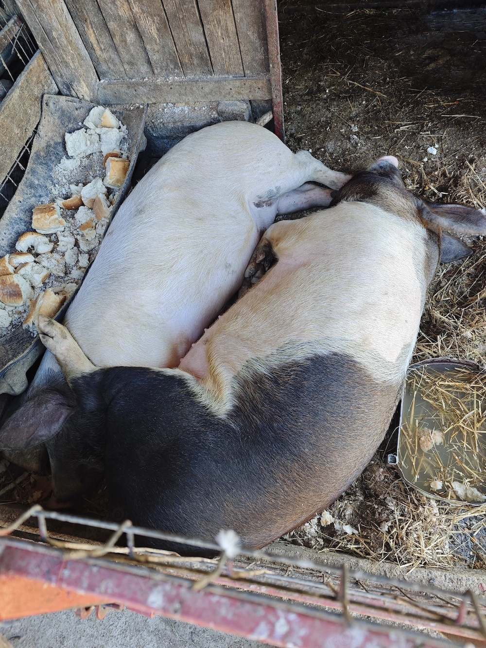 Purcea de vânzare și doi porci