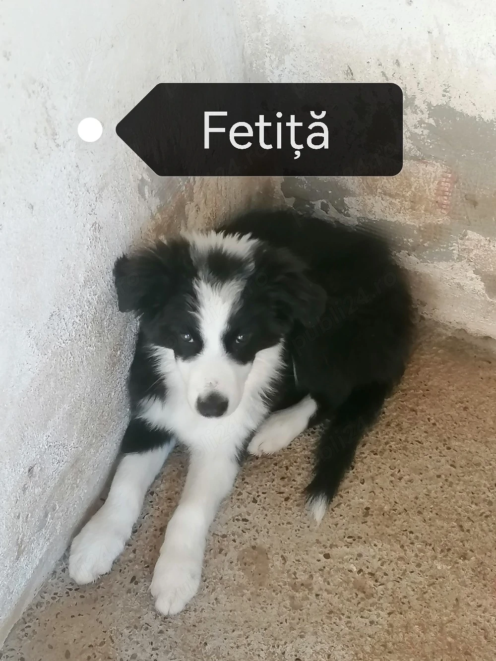 Puiuți Border Collie 
