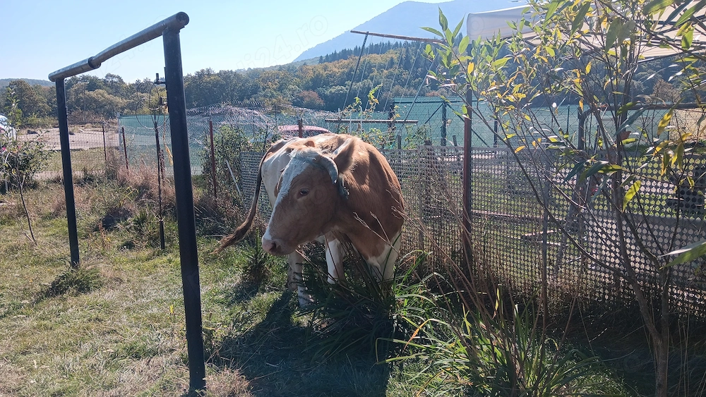 Vaca balteasca românească gestanta 