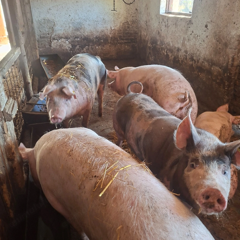 Porci Marele Alb si Petran