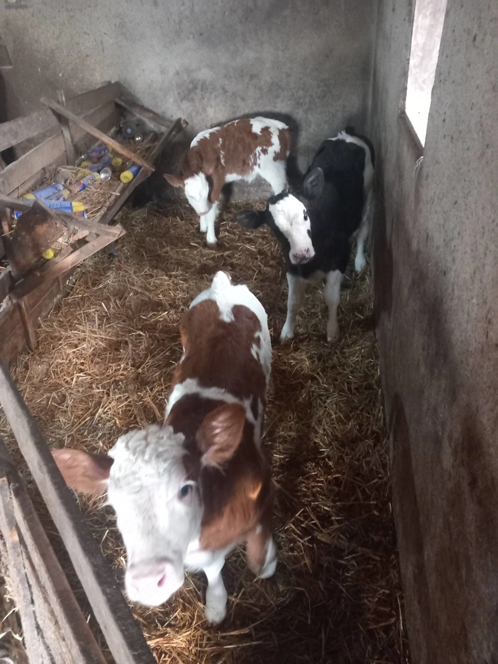 Disponibile 3 vitele Tg mures