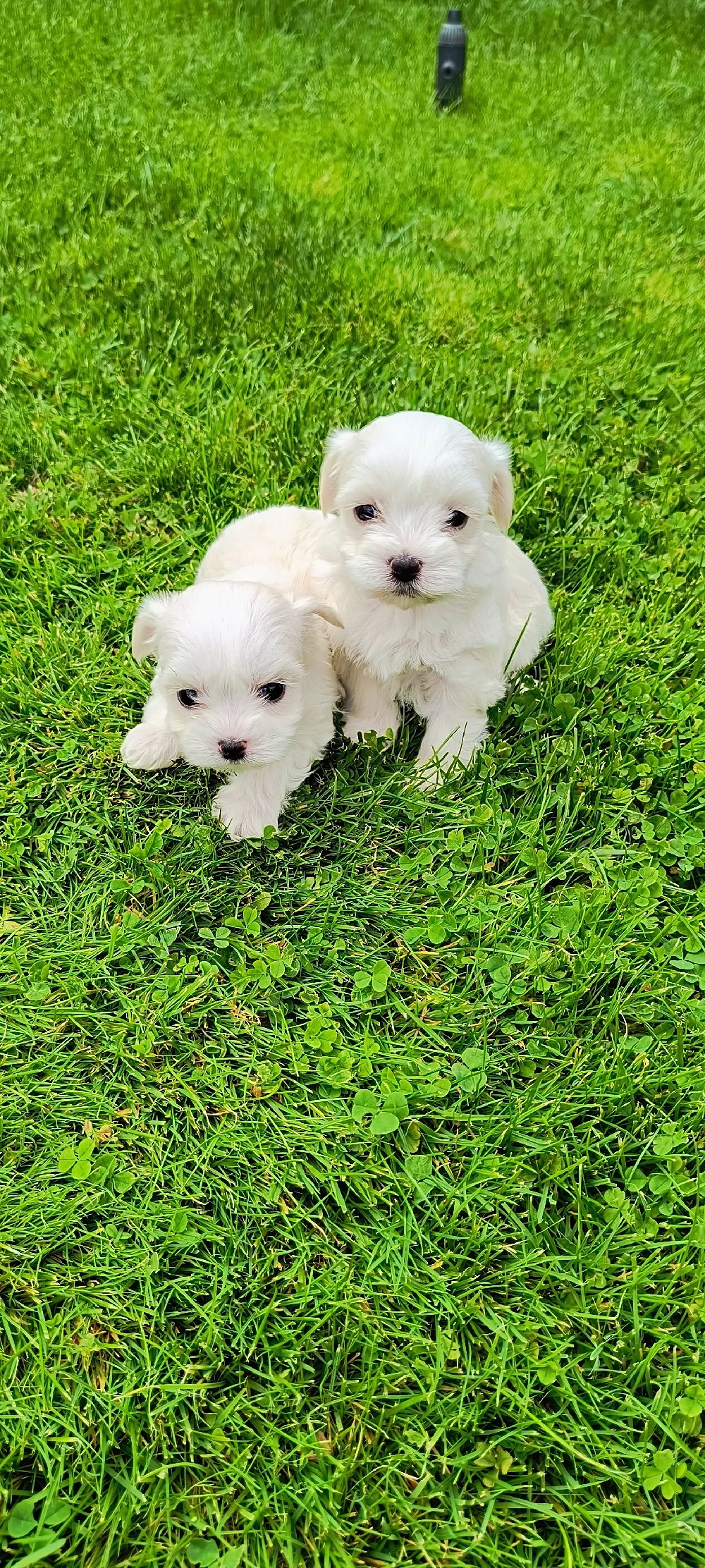 Bichon maltez talie mica!