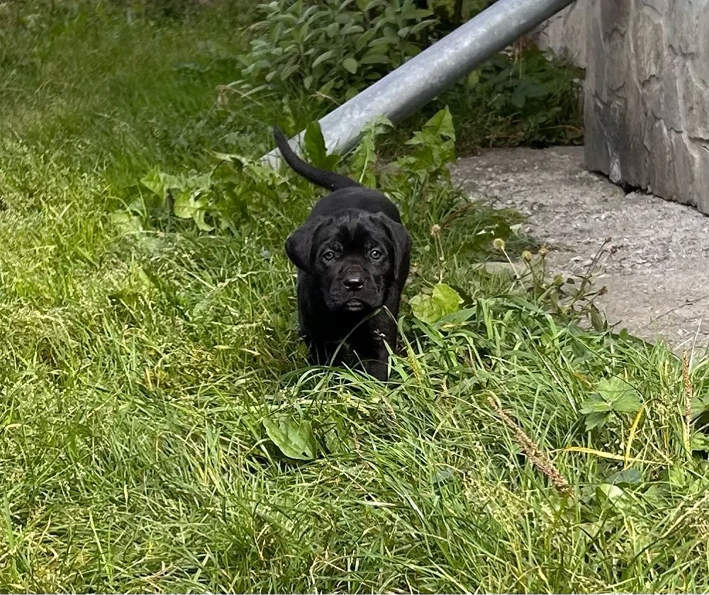 Vand Pui CaneCorso 8 saptamani cu carnet de sanatate Fawn si negrii