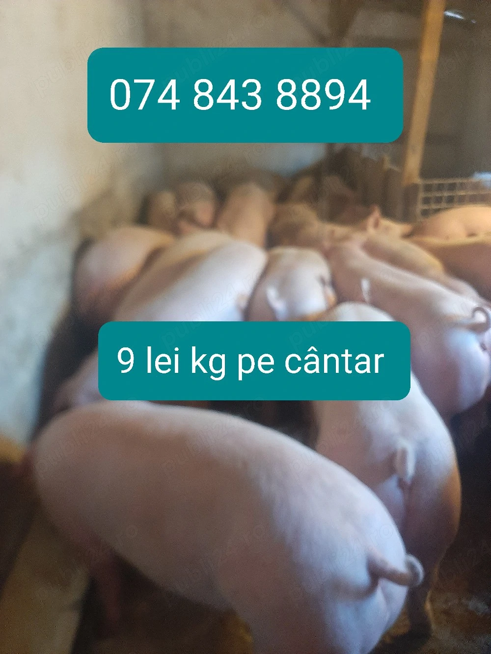vând porci de carne.pe cântar 