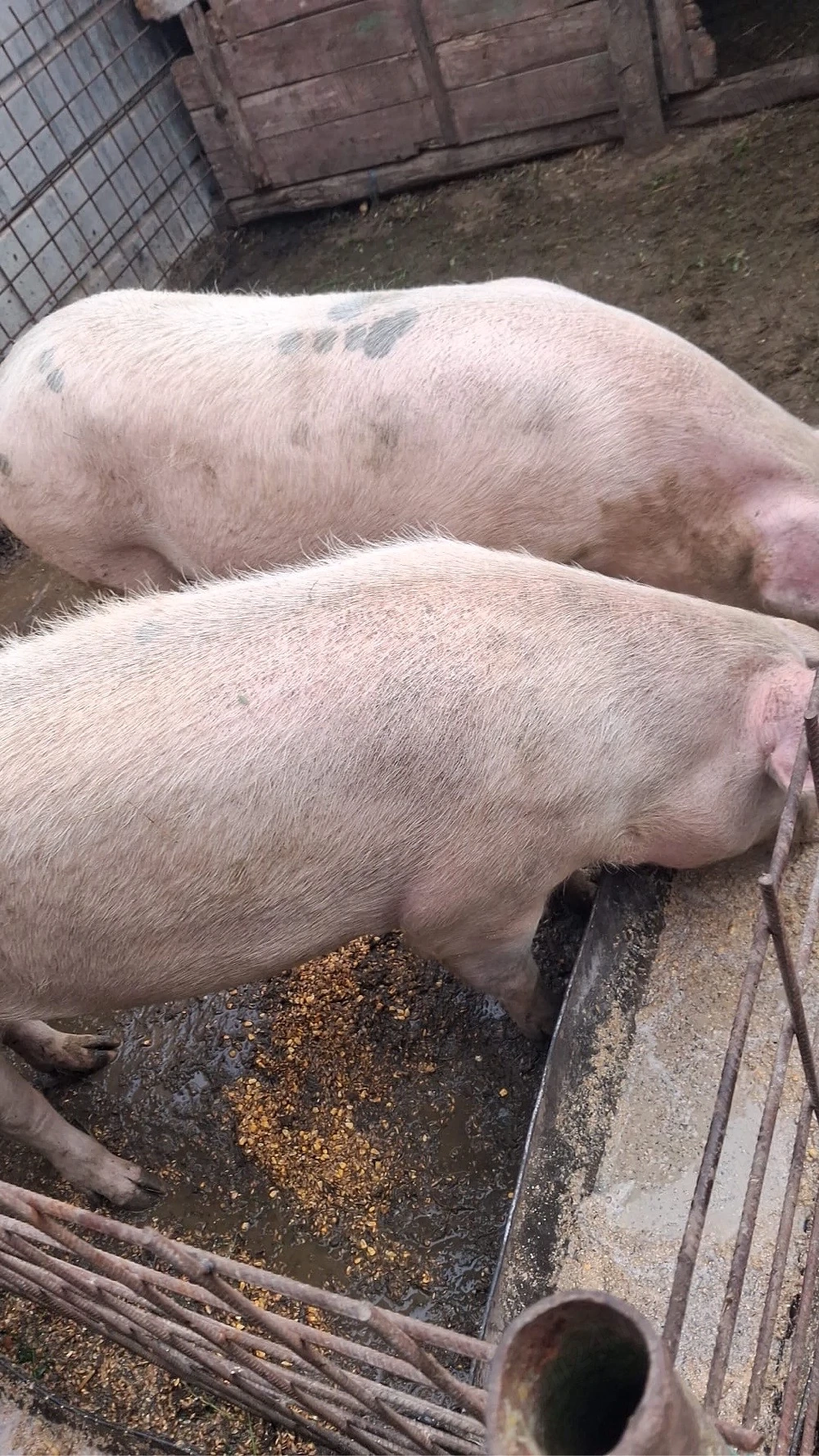 porci de vanzare 