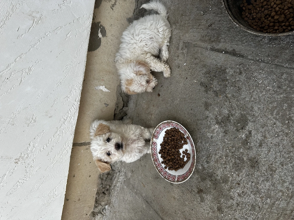 Vând căței bichon 