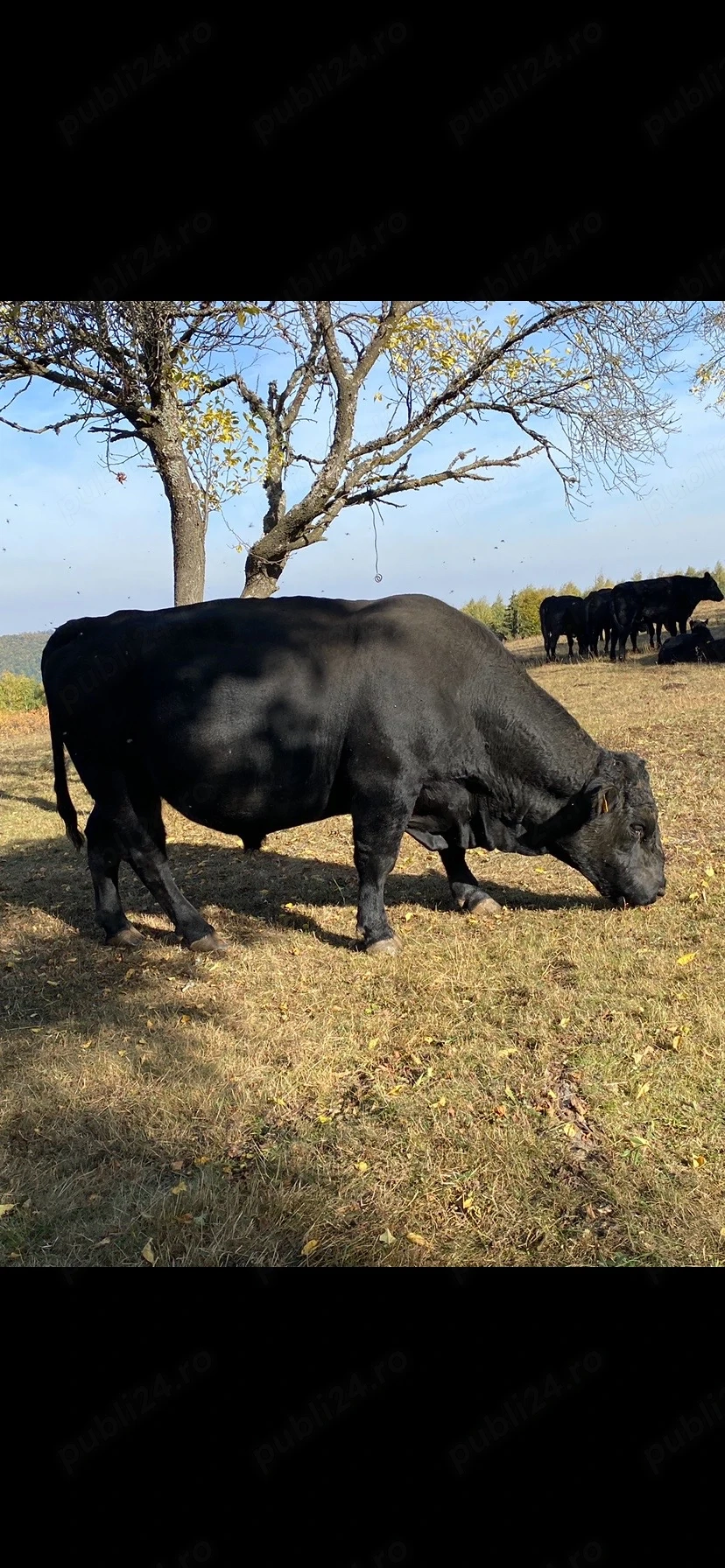 Taur Black Angus