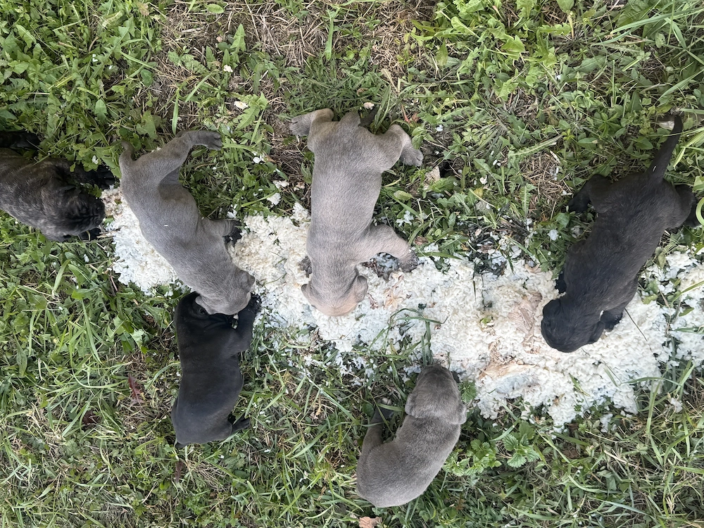 Vând Puii Cane Corso 