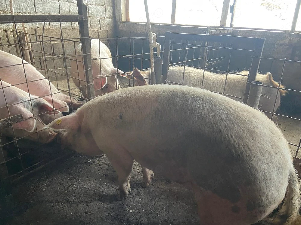 porci de vanzare