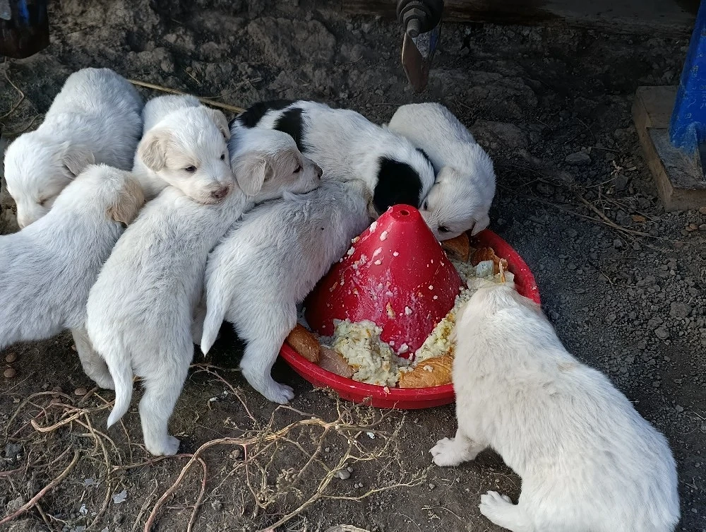 Pui Ciobanesc 