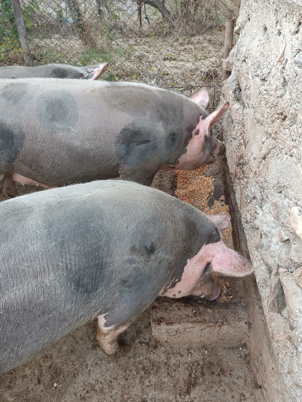 Vând porci de carne 