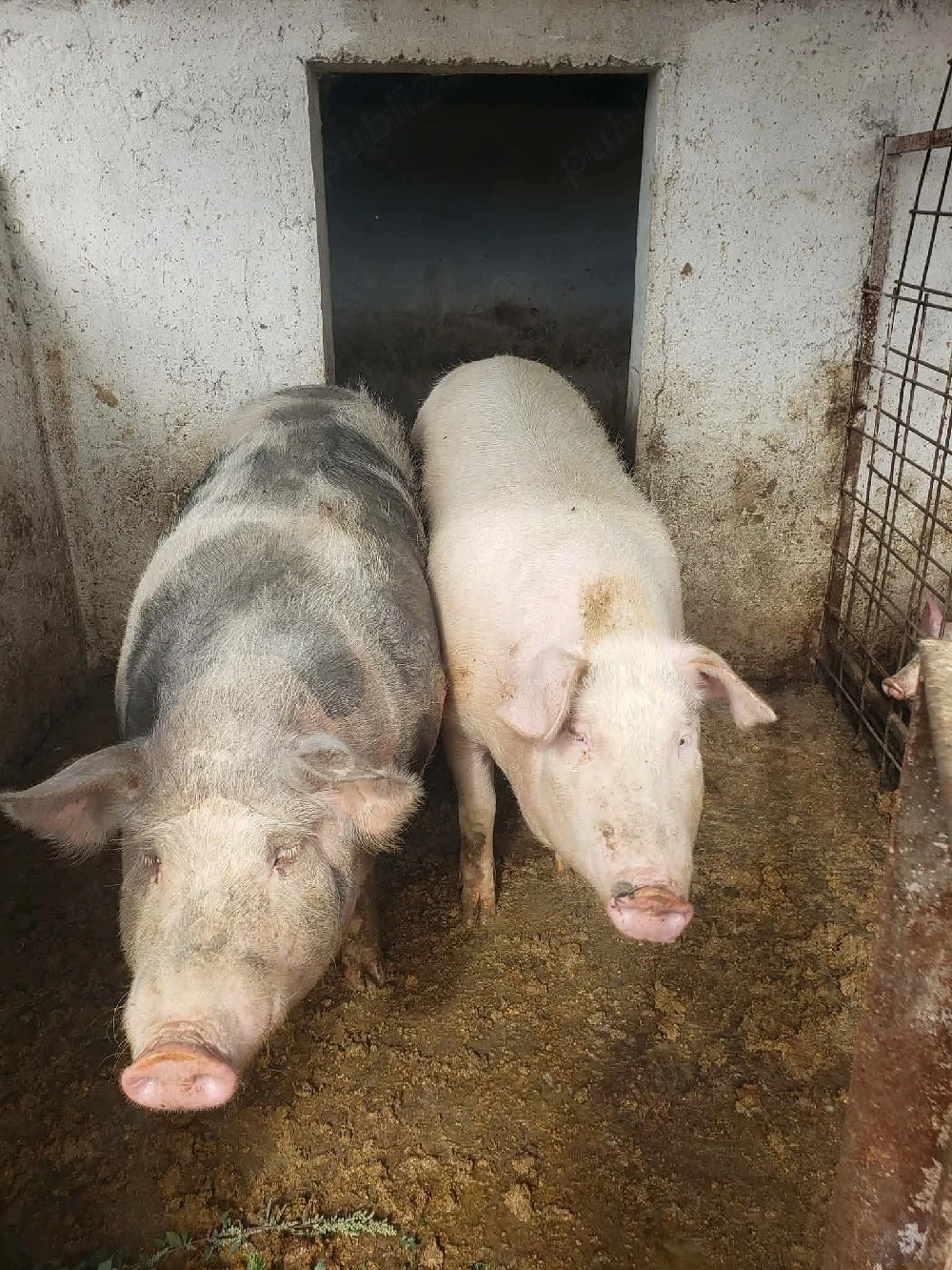  porci de vanzRe 