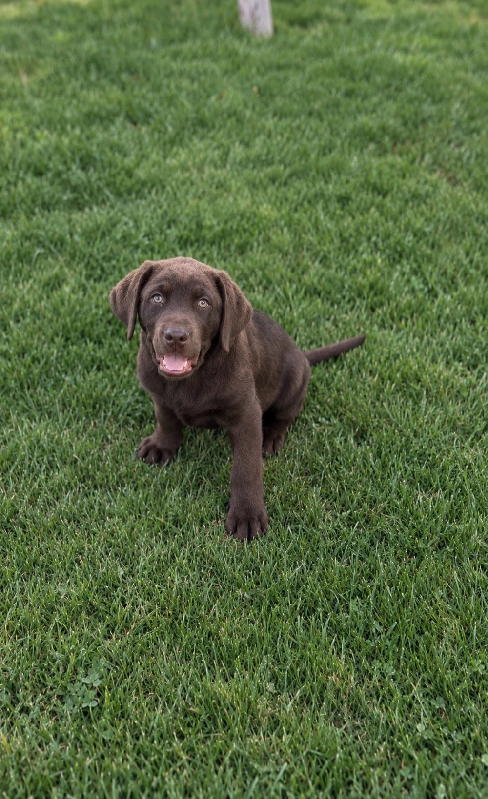 Catelus labrador ciocolatiu 