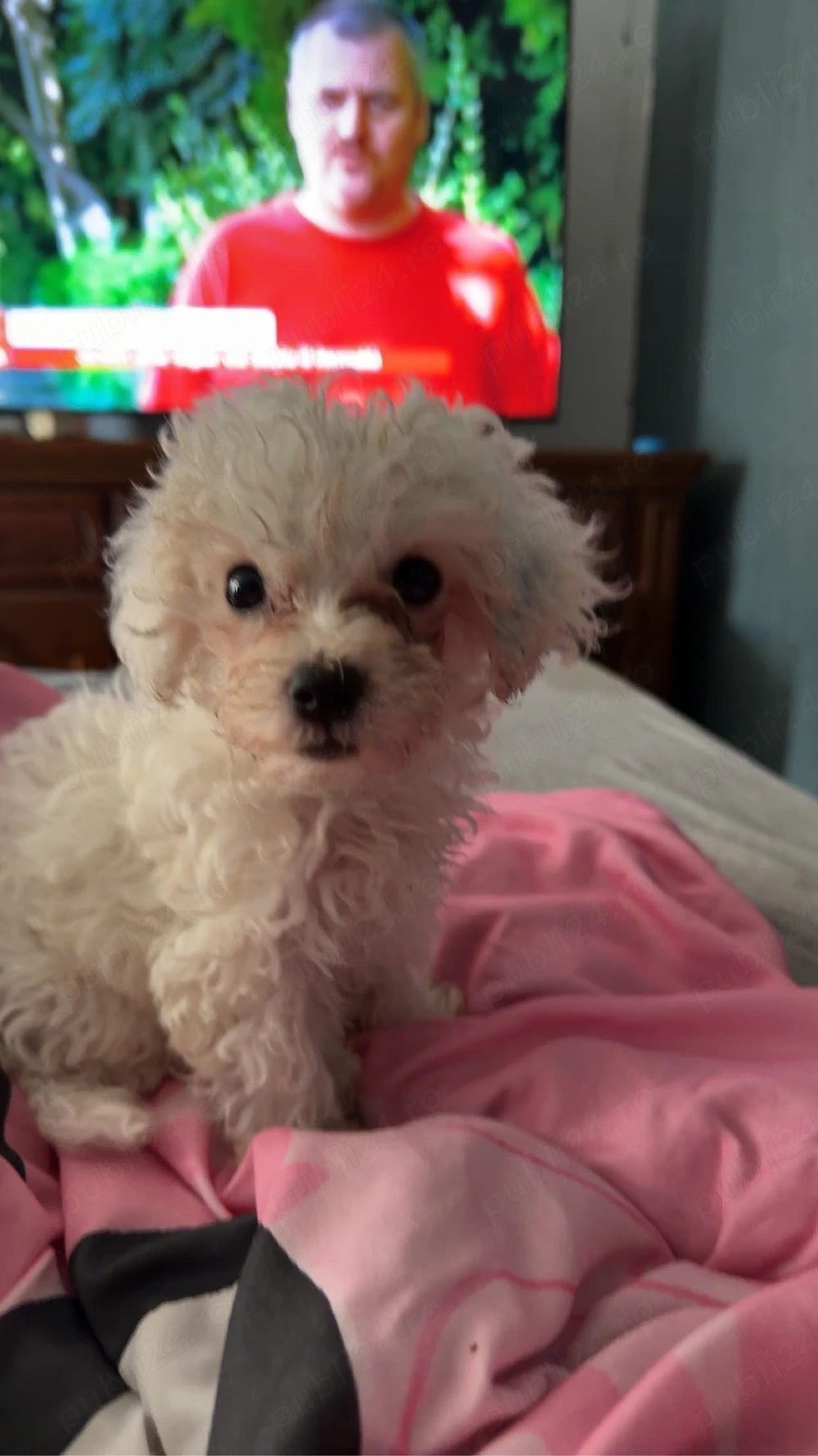 bichon bologneze mini 