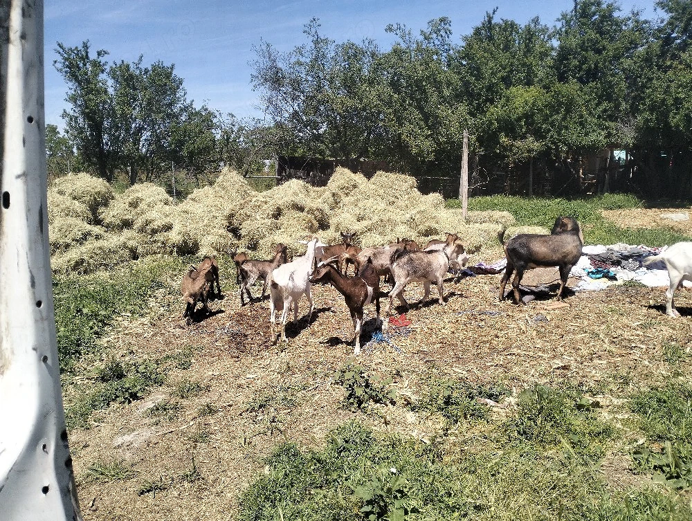 vind capre de rasă 