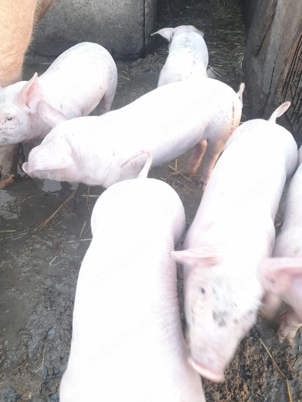Purcei de carne de vânzare 