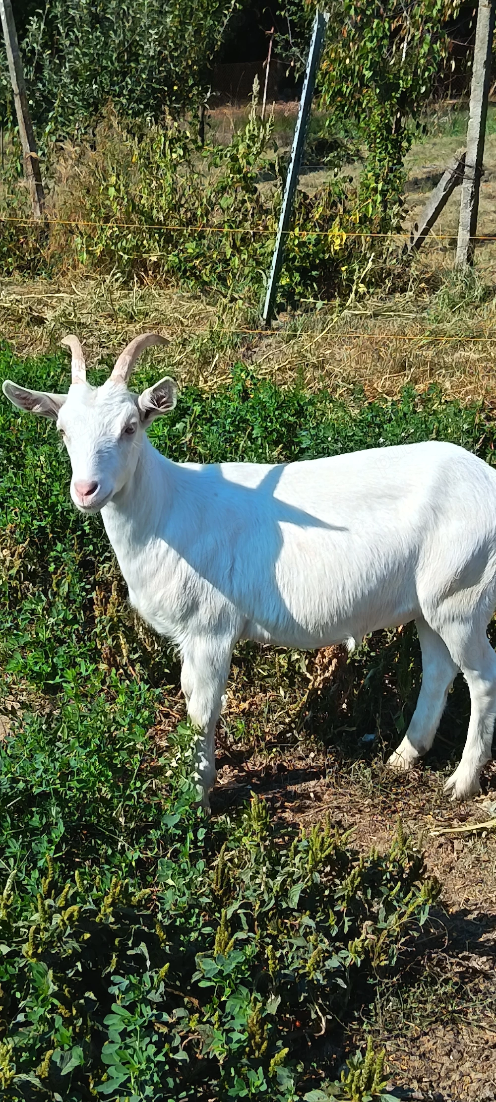 Vând o ieduta sannen 