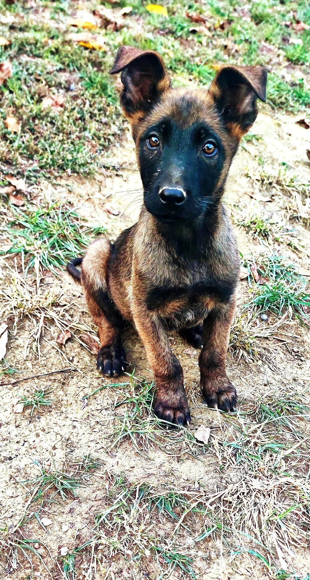 Pui Ciobănesc Belgian "Malinois" 13 săptămâni disponibili