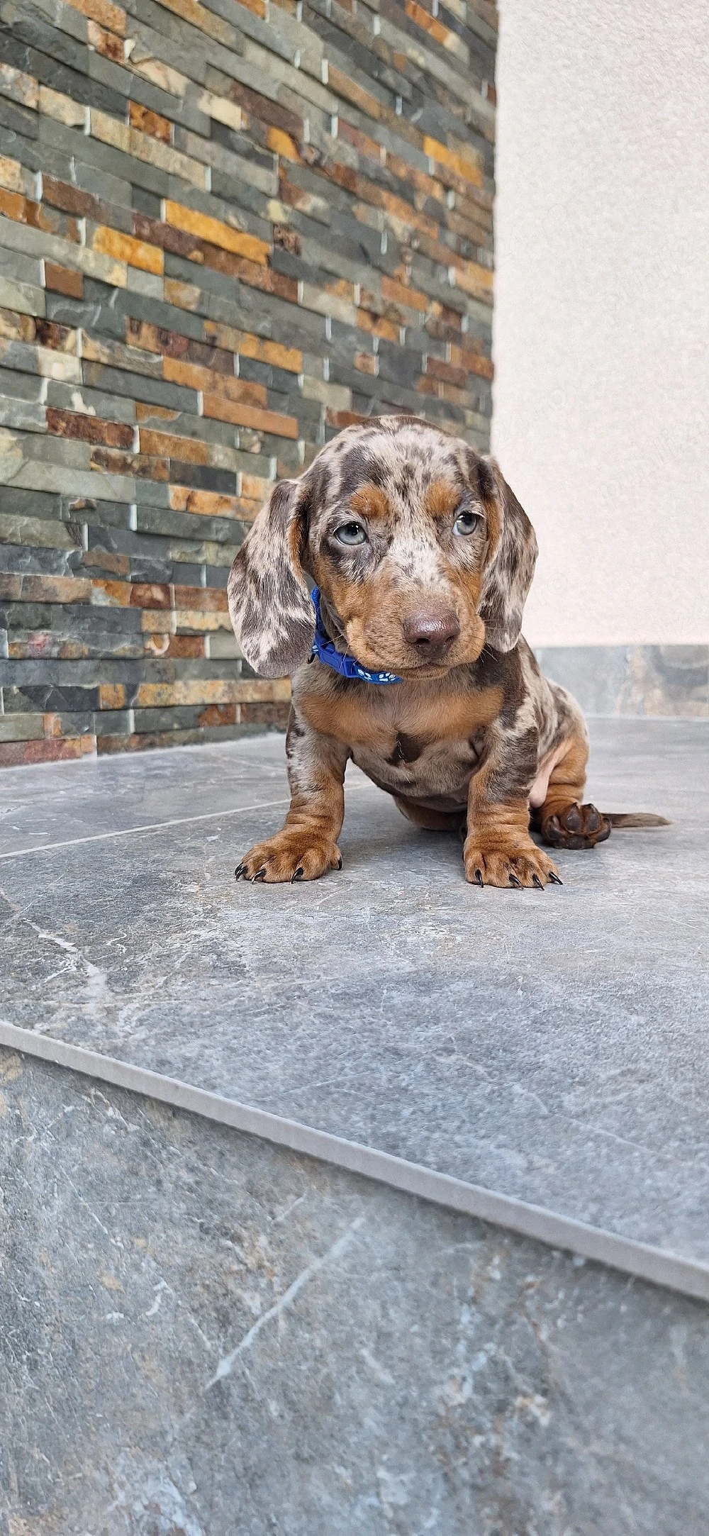 Căței dachshund smooth hair(teckel).