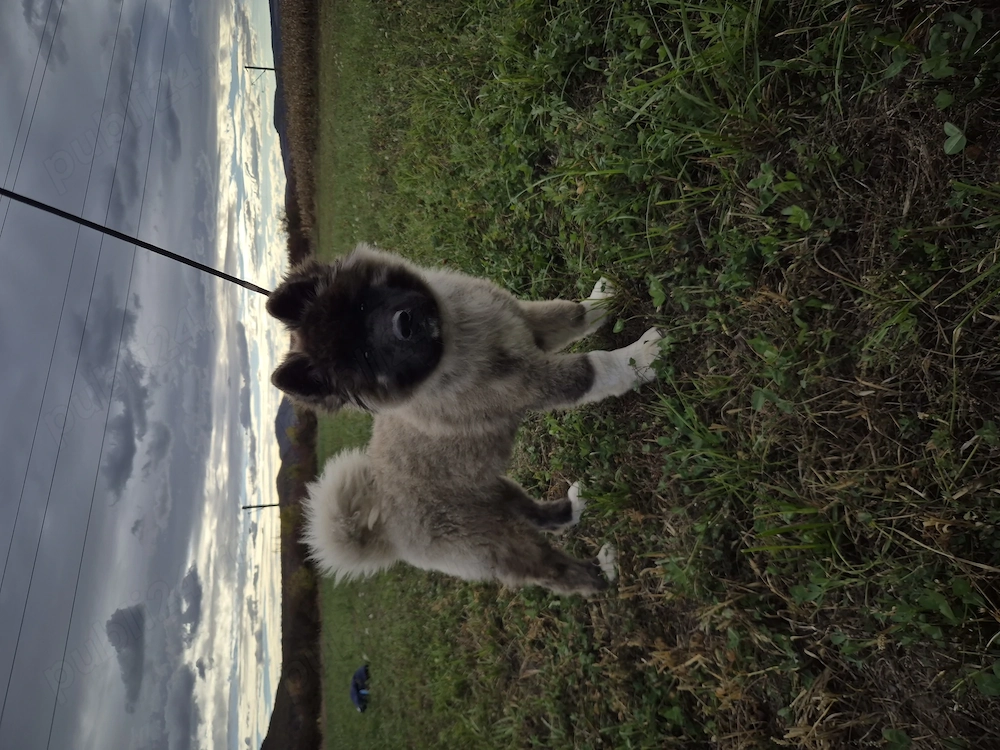 Akita American  cu pedigree 