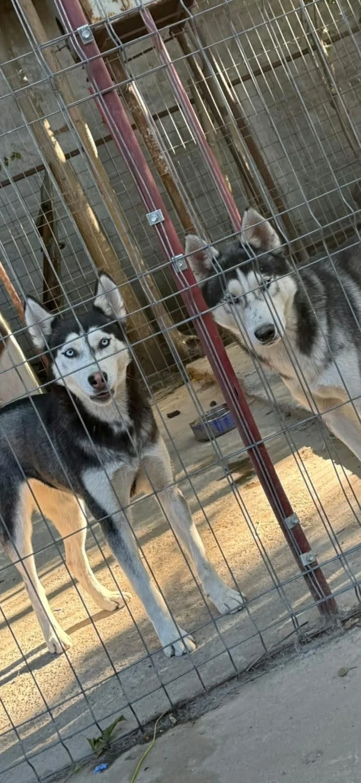 Vand husky siberian
