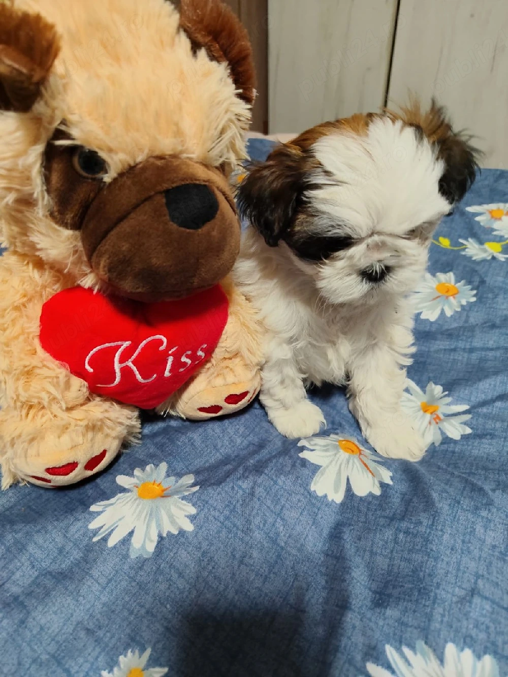 Catelusa Shihtu