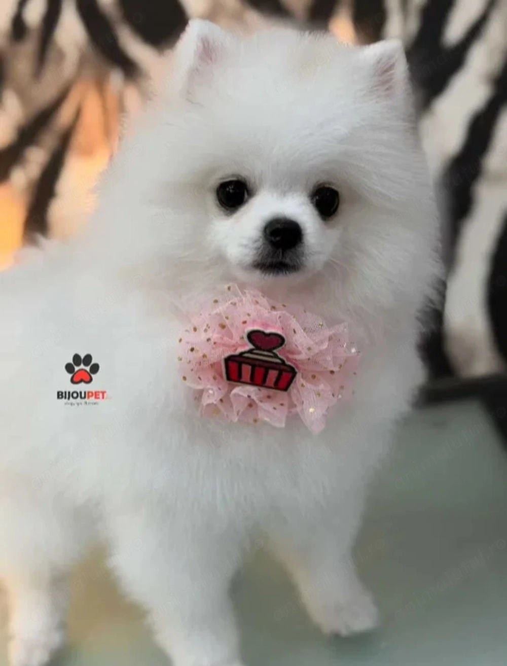 Pomeranian ALBĂ Femelă | Pedigree | Canisă de Renume