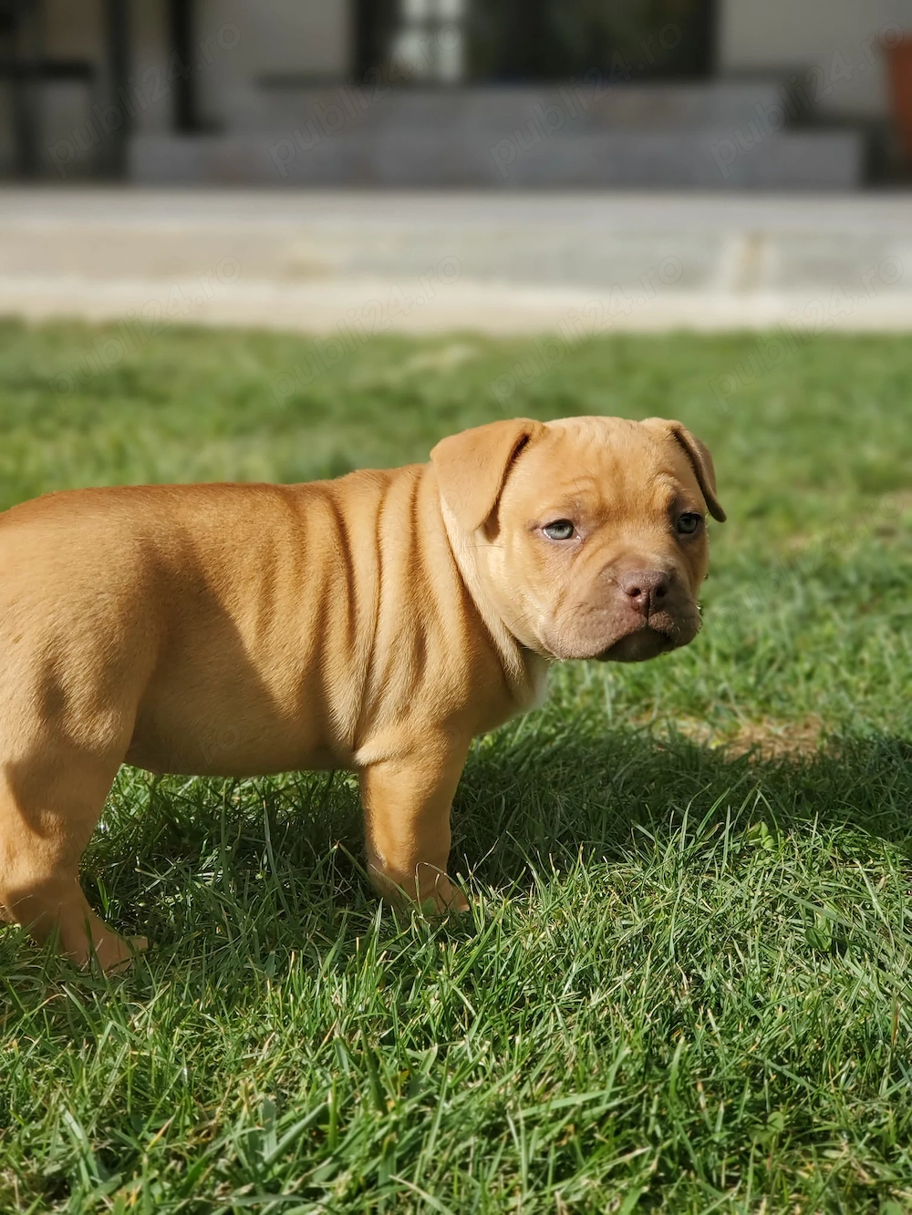 Vand american bully Targoviste - Animale
