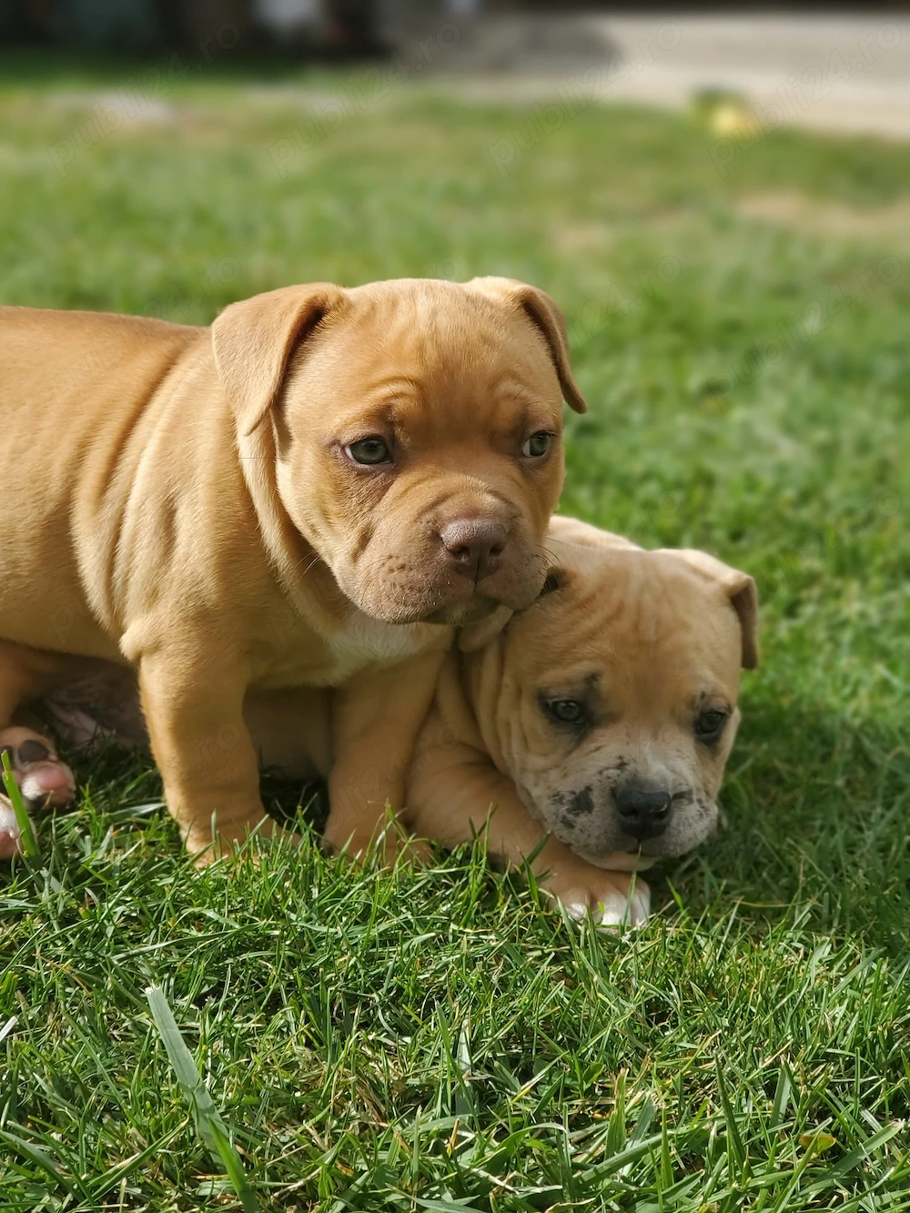 Vand american bully 