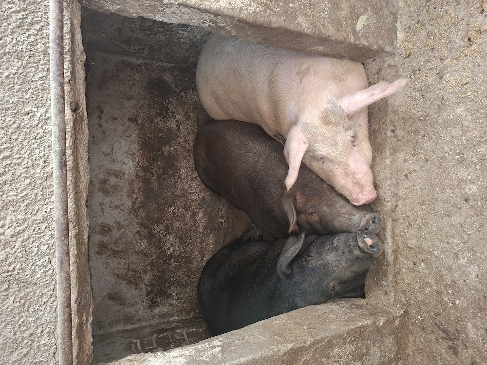 Vând porci crescuți la curte 100% natural