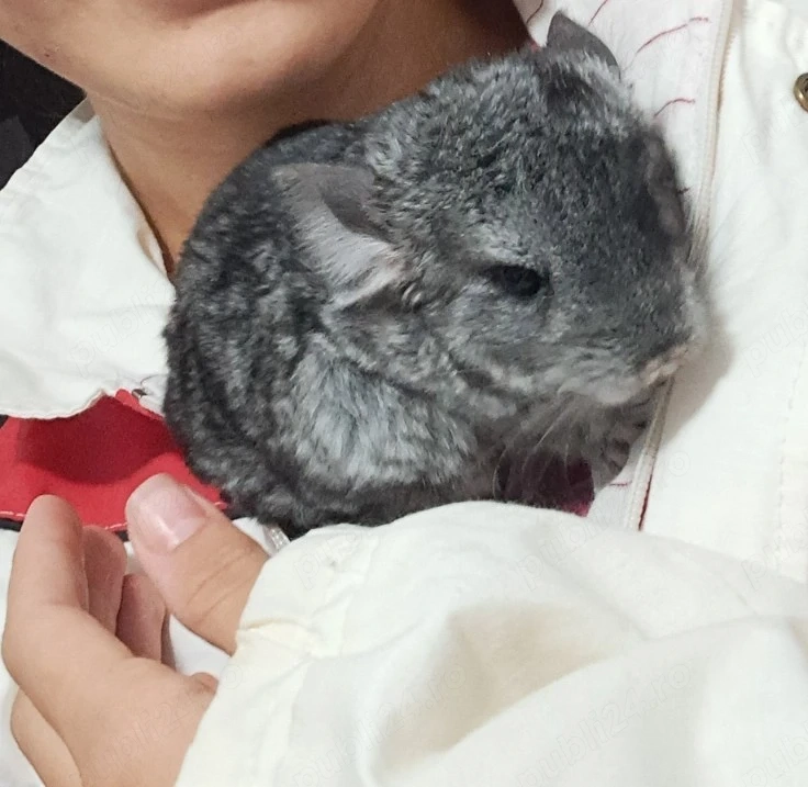 vând pui sinsila  chinchilla 