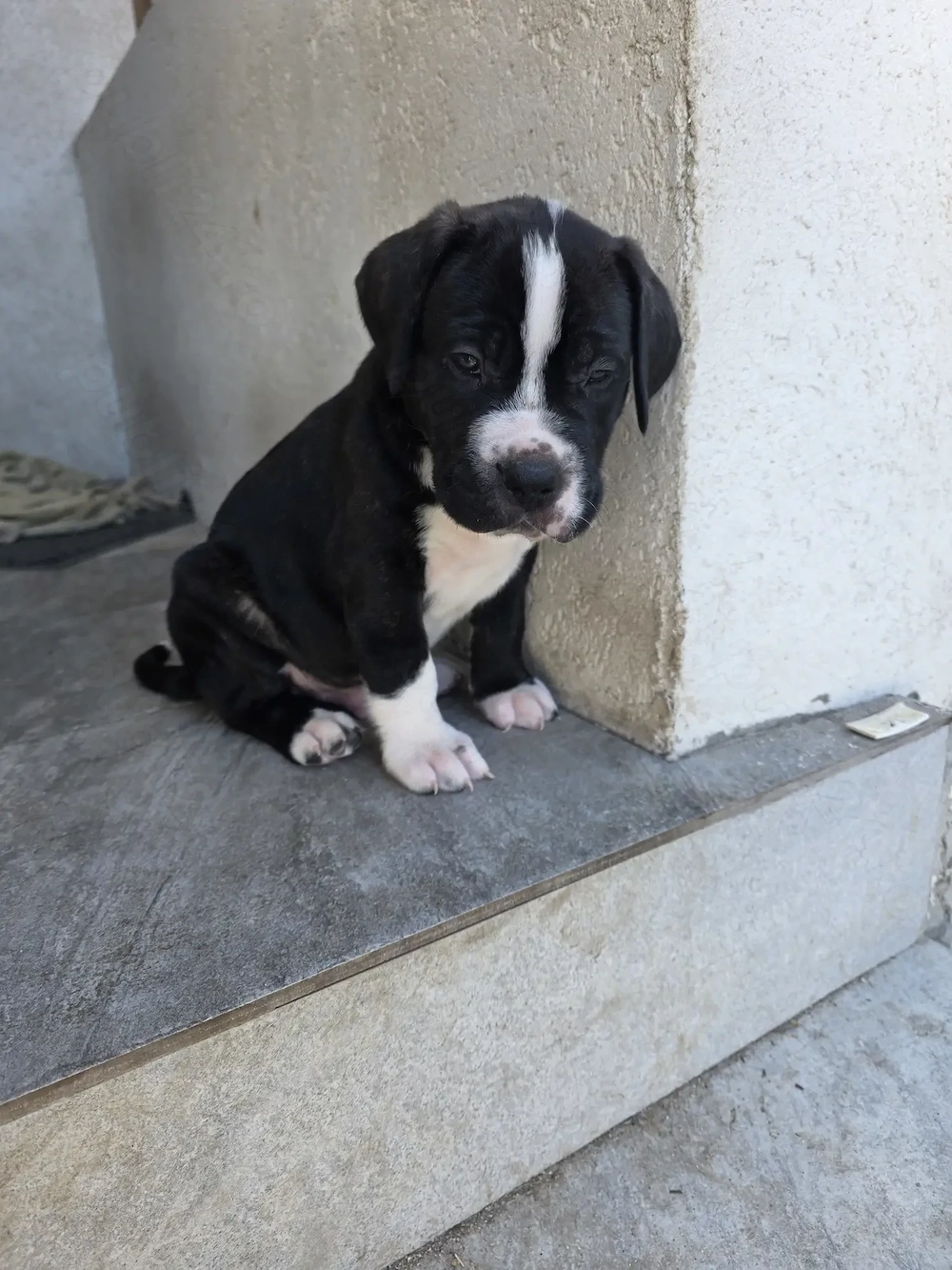 Vand cane corso