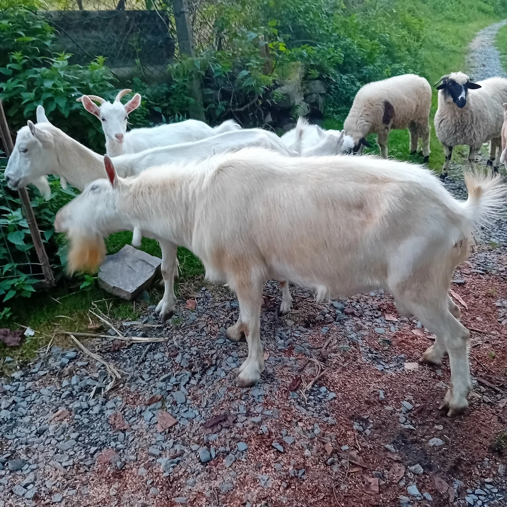 Vând țap, capre și miei