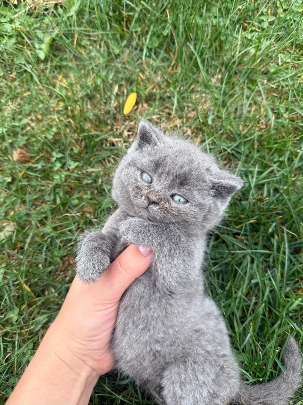British shorthair - puiuti