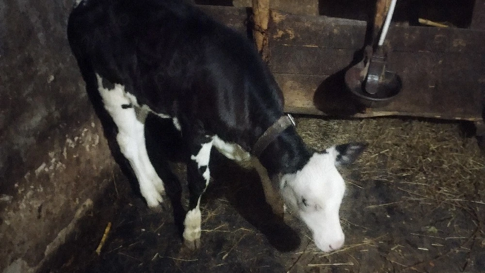 vaca și vitica