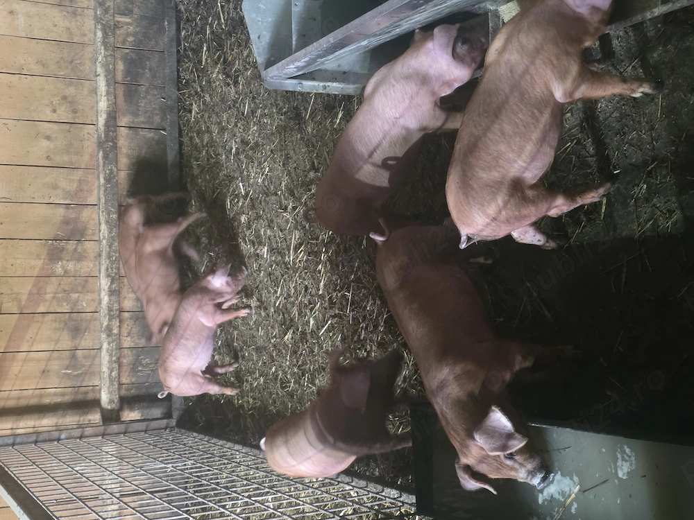 Vand purcei Duroc 9 săptămâni .