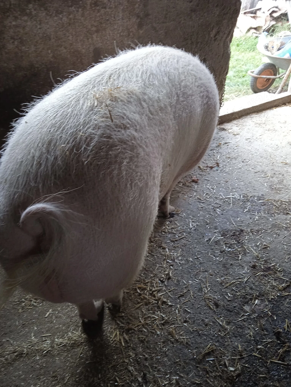 Purcea de peste 250 kg   rasă de carne