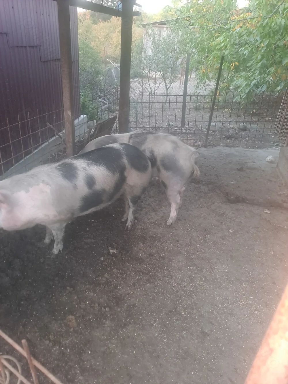 De vanzare porci grasi