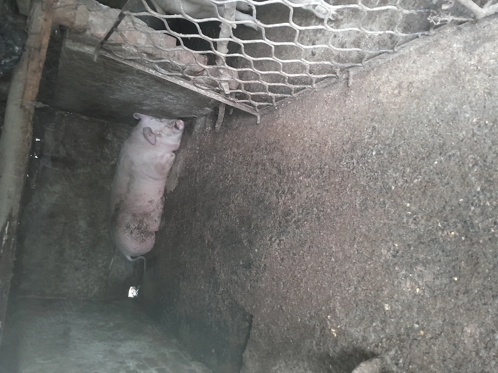 Porci de vânzare 